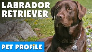 Labrador Retriever Pet Profile  Bondi Vet [upl. by Aaren]