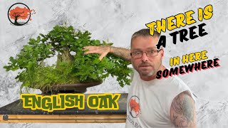 Ancient Oak Bonsai  Pruning and Shaping July 2024 [upl. by Conal]