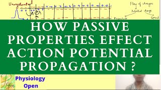 Passive electrical properties of membrane  electrotonic and saltatory conduction [upl. by Dlorrej]