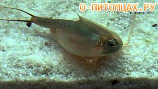 Щитень Triops australiensis  opitomcaxru [upl. by Sidky647]