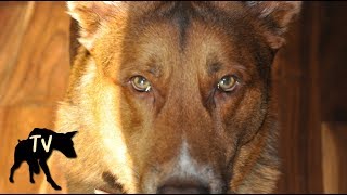 German Shepherd Kelpie Mix Nala  Baja Dog Vlog Clips [upl. by Aserej]