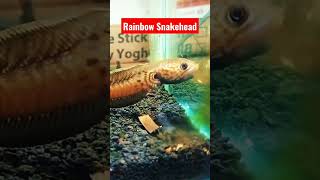 Channa Bleheri  Rainbow Snakehead [upl. by Onidranreb46]