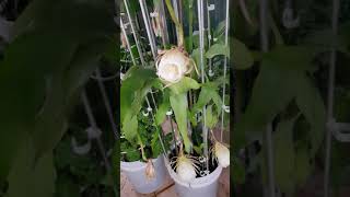 Epiphyllum oxypetalum quot월하미인quot 개화 Slow Video 10Speed 2018。 🌵🌿🌱 [upl. by Tichon]