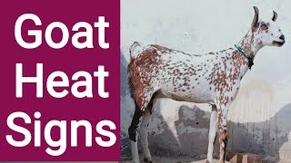 Goat Breeding Signs Of Heat  Goat heat signs  Goat heat period  Goat on heat signs [upl. by Ziul]