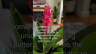 Bromeliad Care Secrets [upl. by Isador]