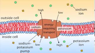 Primary Active Transport [upl. by Marsh]