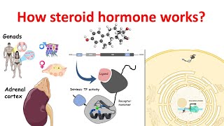 How steroid hormones work at the molecular level [upl. by Etnahsal661]