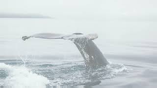 Whale Wonders  Fun Facts [upl. by Ikkaj309]