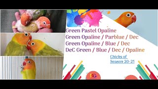 pastel green opaline Split parblue  Green Opaline split parblue amp Blue Split Dec  Birds Galaxy [upl. by Jagir]