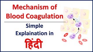 HemostasisBlood coagulation mechanism simple explaination in Hindi  Bhushan Science [upl. by Radman]