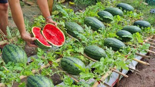 Grow watermelon in this way the fruit will be big and sweet grow watermelon in a bag of soil [upl. by Atsocal]