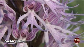 Orchis italica [upl. by Aiden]