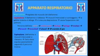 Test Medicina 2022 Biologia  Anatomia e Fisiologia degli animali e delluomo Parte 1 [upl. by Marshal]