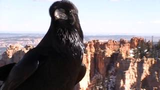 Raven Crow Crazy Bird Talking Speaking National Park [upl. by Rustice]