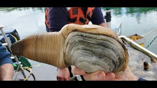 World Largest Burrowing Clam  Pacific Geoduck 4Ways  Fathom Seafood WA  BBQ Champion Harry Soo [upl. by Hertzog242]