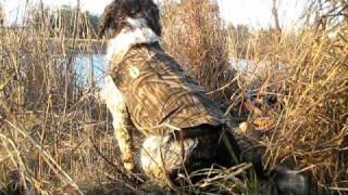 Springer Spaniel likes birds [upl. by Tommie613]