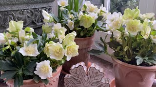 🌱 What to do with potted hellebores 🌱 [upl. by Aekal608]