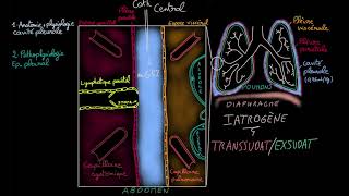 Epanchement pleural  Docteur Synapse [upl. by Bathelda]