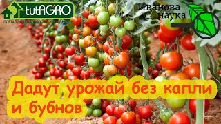 Спешите достать семна Эти ТОМАТЫ одновременно ВКУСНЫЕ и очень УРОЖАЙНЫЕ [upl. by Jacklin]