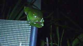 Litoria caerulea  Green Tree Frog  male calling [upl. by Jacquet167]