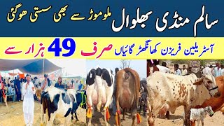 Salam Mandi Sargodha  Jersey Cross Breed Cow Price  Khangher Cows price  Pk Janwar Mandi [upl. by Penhall]