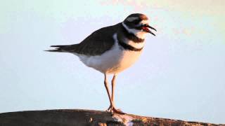 Killdeer Song [upl. by Nonah]