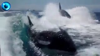 Impresionante Ballenas Asesinas persiguiendo una embarcación [upl. by Hodges858]