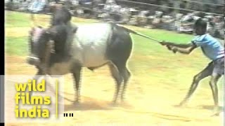 The great Indian bull fight or bull taming [upl. by Humfrey]