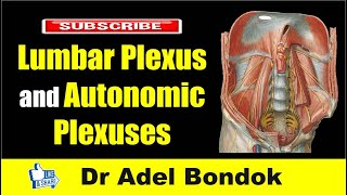 Lumbar Plexus and Autonomic Plexuses Dr Adel Bondok [upl. by Nah]