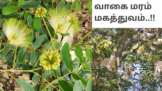 வாகை மரம்  Albizia lebbeck [upl. by Zandt384]