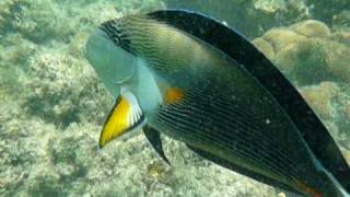 sohal tang attack  Arabian Surgeonfish [upl. by Ries]