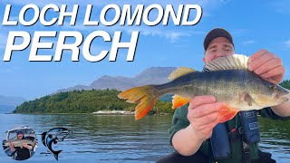 PIKE FISHING with PERCH Distractions LOCH LOMOND  Scotland [upl. by Ellehsim310]