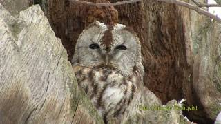 KATTUGGLA Tawny Owl Strix aluco Klipp  10  s [upl. by Raye]