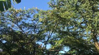 Mimosa tree full of seed pods [upl. by Kin]