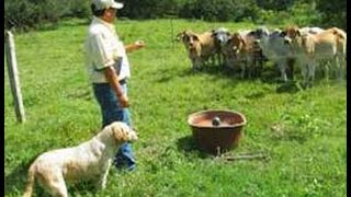 Rasgos del Pastoreo Inteligente  TvAgro por Juan Gonzalo Angel [upl. by Alliscirp155]