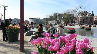 Tulips in Amsterdam [upl. by Qulllon]