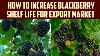 How to Increase Blackberry Shelf Life for Export Market Fruitfarmingexpert [upl. by Queen]