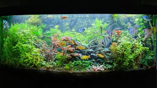 Juwel Vision 450 Led Planted Aquarium [upl. by Verge620]