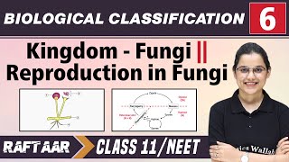 Biological Classification 06  Kingdom  Fungi l Reproduction in Fungi l Class 11NEET [upl. by Willabella]