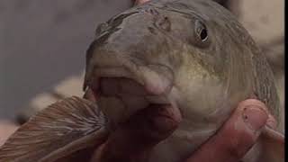 Big River Fish with Matt Hayes [upl. by Gherlein]