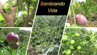 Producción de Frutales Programa Sembrando Vida [upl. by Wharton]