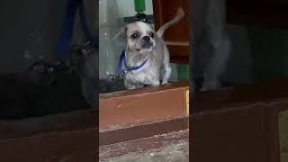 Cute ☺️ dog🐶 dog doglover petsvlog petslover pets ytshorts shortvideo shorts dogs cute [upl. by Wimsatt577]