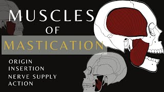 Muscles of Mastication  Gross Anatomy and Physiology Temporalis  shorts anatomyandphysiology [upl. by Latsyrk]