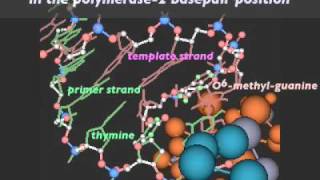 Mutagenic Replication of O6methylguanine Lesion [upl. by Tyrrell]