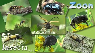 INSECTA Volume 3 [upl. by Ogg]