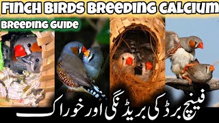 Finches bird breeding Calcium  Calcium for finches bird  finches bird [upl. by Gruchot]