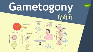 Gametogony in Plasmodium in Hindi  Malaria Transmission  Basic Science Series [upl. by Kong618]