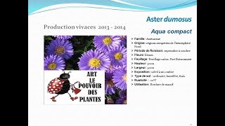 Aster dumosus Aqua compact plante vivace [upl. by Maryjane955]