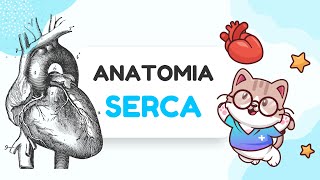 ANATOMIA SERCA [upl. by Buchheim]