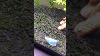 Did You Know This about the Powder Blue Dwarf Gourami shorts aquarium [upl. by Larrej]